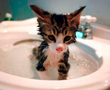 Como bañar a un gato