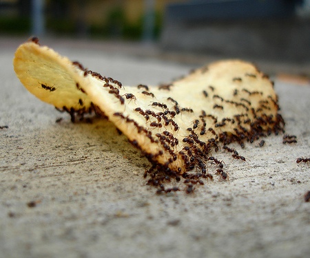 Eliminar hormigas en casa